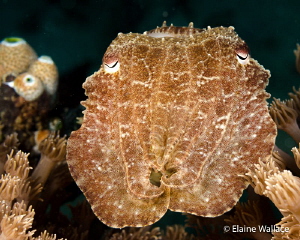 This curious cuttle fish, showed no adverse reaction to m... by Elaine Wallace 